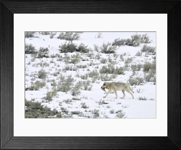 Framed Print : Picture No. 10892195 Framed Print : Picture No. 10892195