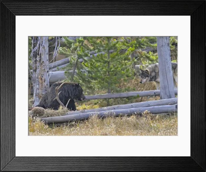 Framed Print : Picture No. 10892196 Framed Print : Picture No. 10892196