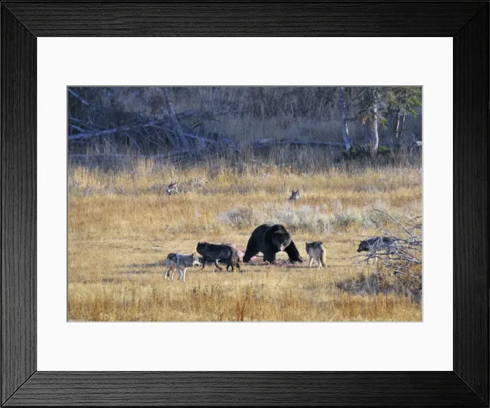 Framed Print : Picture No. 10892193 Framed Print : Picture No. 10892193