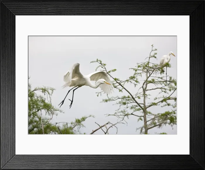 Framed Print : Picture No. 10892200 Framed Print : Picture No. 10892200
