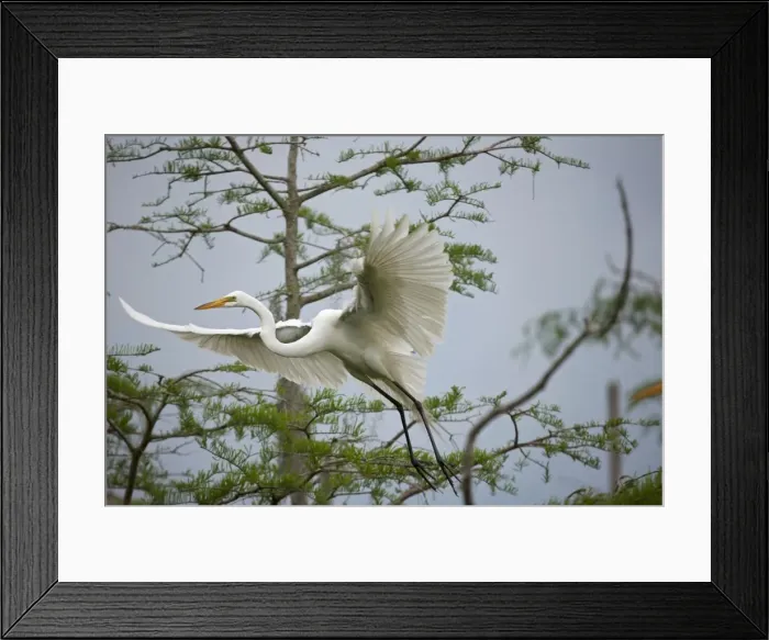Framed Print : Picture No. 10892199 Framed Print : Picture No. 10892199
