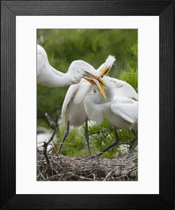 Framed Print : Picture No. 10892204 Framed Print : Picture No. 10892204