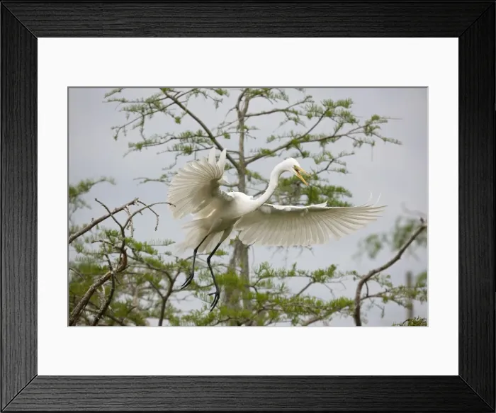 Framed Print : Picture No. 10892201 Framed Print : Picture No. 10892201