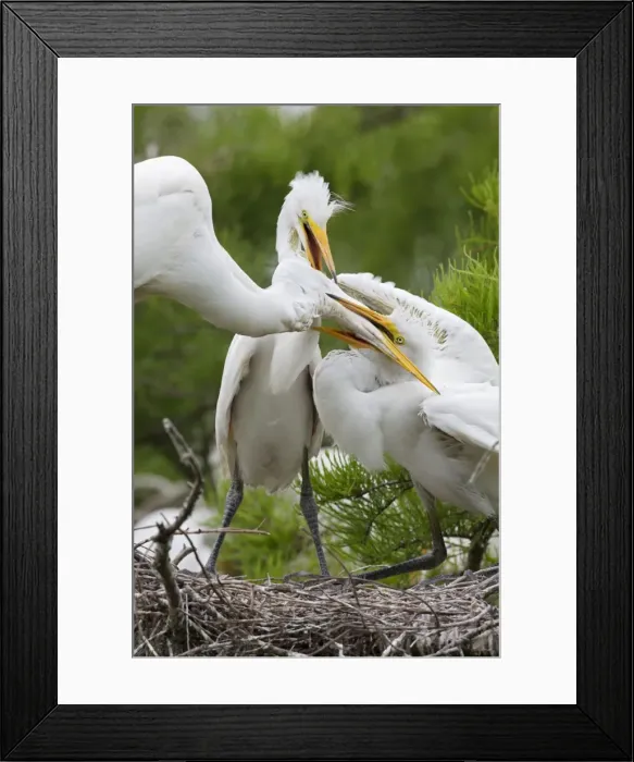 Framed Print : Picture No. 10892205 Framed Print : Picture No. 10892205
