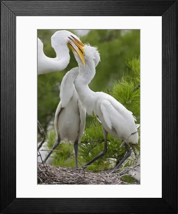 Framed Print : Picture No. 10892206 Framed Print : Picture No. 10892206