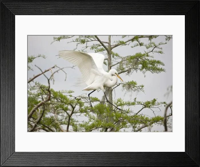 Framed Print : Picture No. 10892202 Framed Print : Picture No. 10892202
