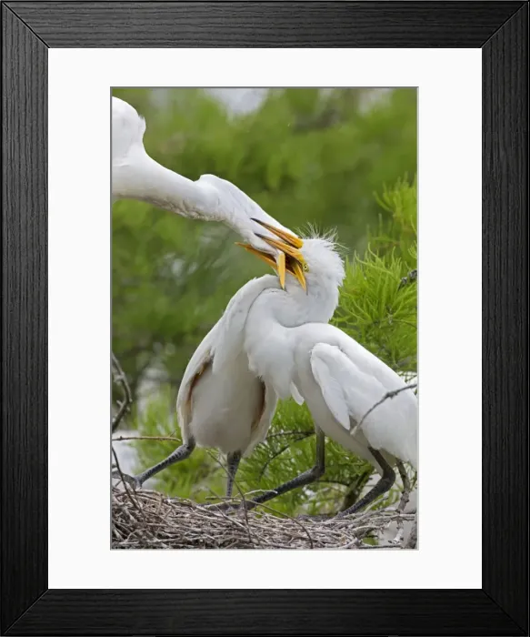 Framed Print : Picture No. 10892209 Framed Print : Picture No. 10892209