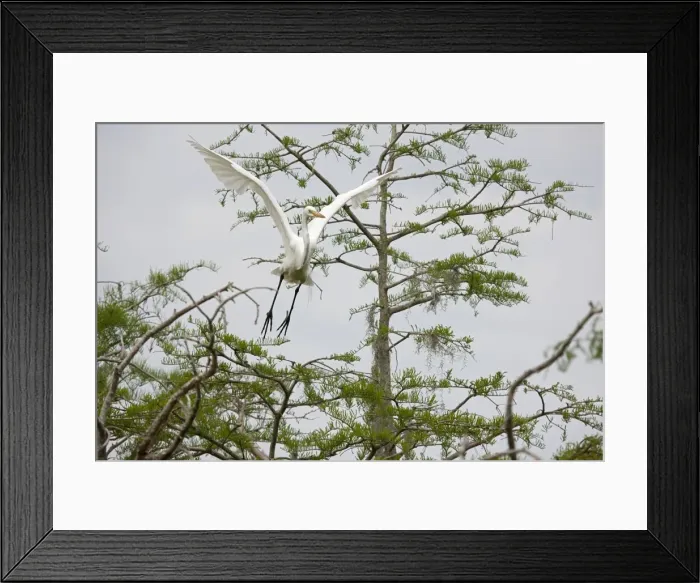 Framed Print : Picture No. 10892203 Framed Print : Picture No. 10892203