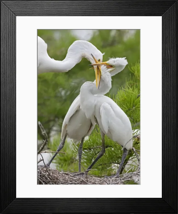 Framed Print : Picture No. 10892208 Framed Print : Picture No. 10892208