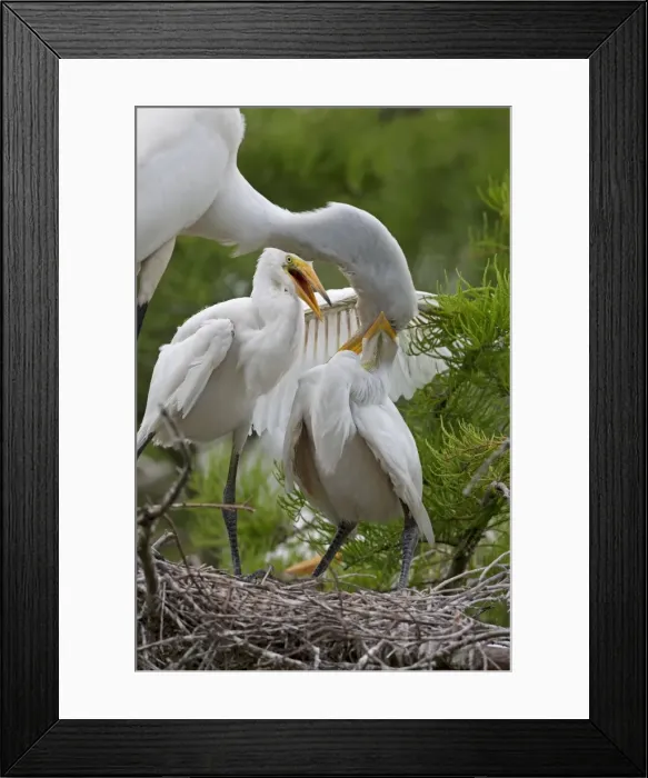 Framed Print : Picture No. 10892211 Framed Print : Picture No. 10892211