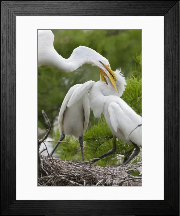Framed Print : Picture No. 10892207 Framed Print : Picture No. 10892207