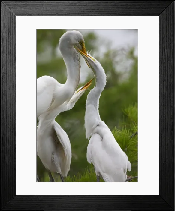 Framed Print : Picture No. 10892213 Framed Print : Picture No. 10892213