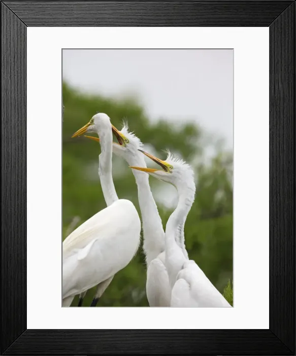 Framed Print : Picture No. 10892212