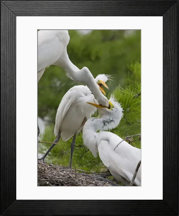 Framed Print : Picture No. 10892216 Framed Print : Picture No. 10892216