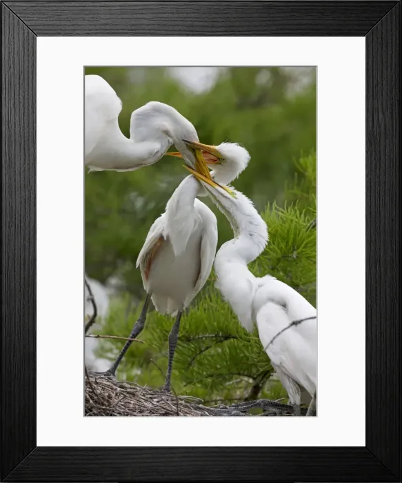 Framed Print : Picture No. 10892217 Framed Print : Picture No. 10892217