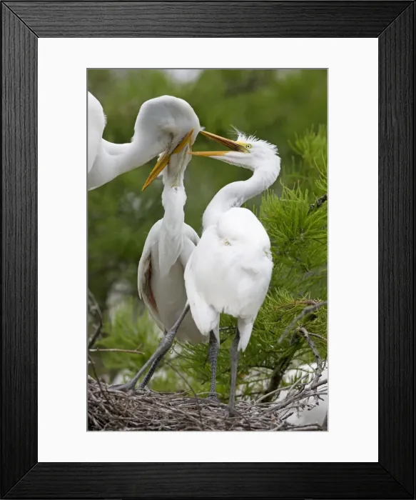 Framed Print : Picture No. 10892210 Framed Print : Picture No. 10892210