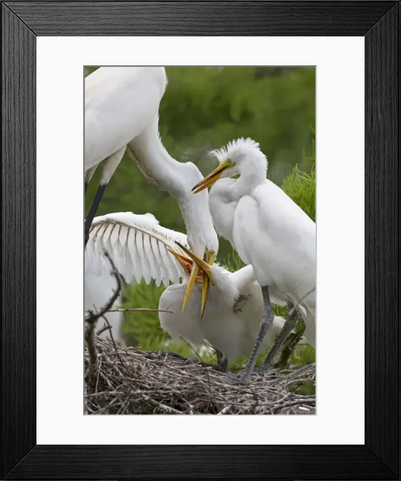 Framed Print : Picture No. 10892215 Framed Print : Picture No. 10892215