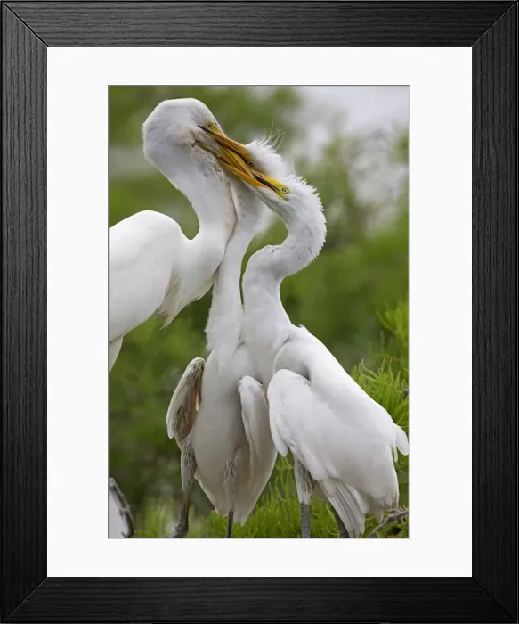 Framed Print : Picture No. 10892214 Framed Print : Picture No. 10892214