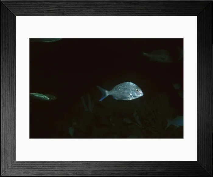 Framed Print : Picture No. 10892222 Framed Print : Picture No. 10892222