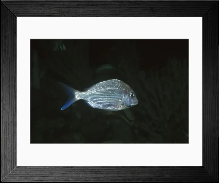 Framed Print : Picture No. 10892221