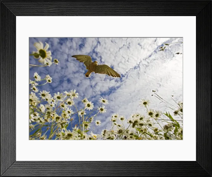 Framed Print : Picture No. 10892228 Framed Print : Picture No. 10892228