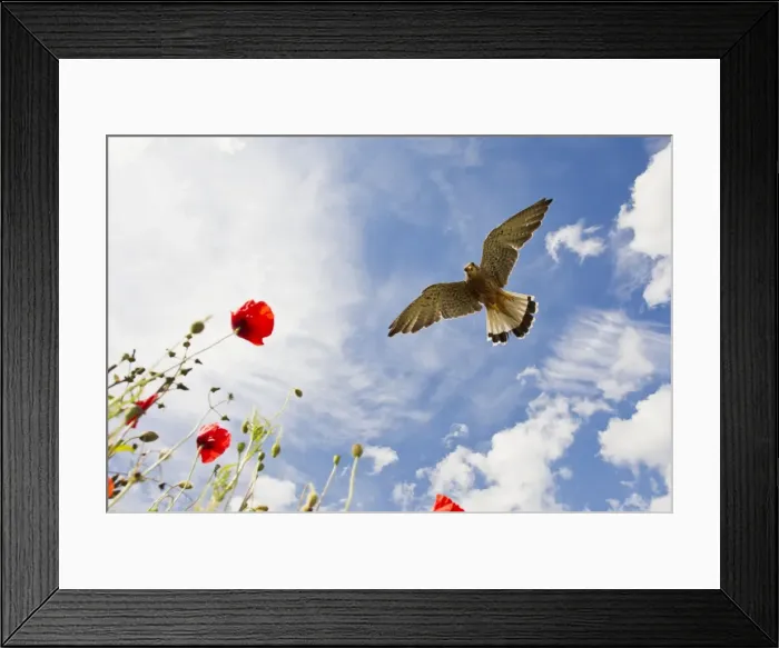 Framed Print : Picture No. 10892230 Framed Print : Picture No. 10892230