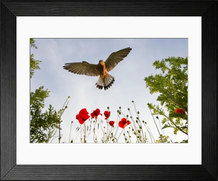 Framed Print : Picture No. 10892232 Framed Print : Picture No. 10892232