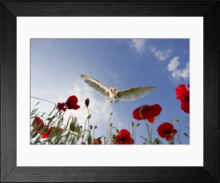 Framed Print : Picture No. 10892233 Framed Print : Picture No. 10892233