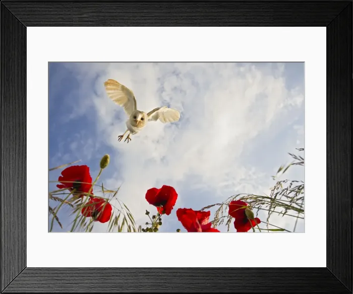 Framed Print : Picture No. 10892235 Framed Print : Picture No. 10892235