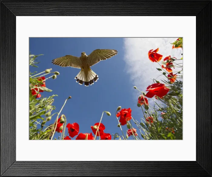 Framed Print : Picture No. 10892229 Framed Print : Picture No. 10892229