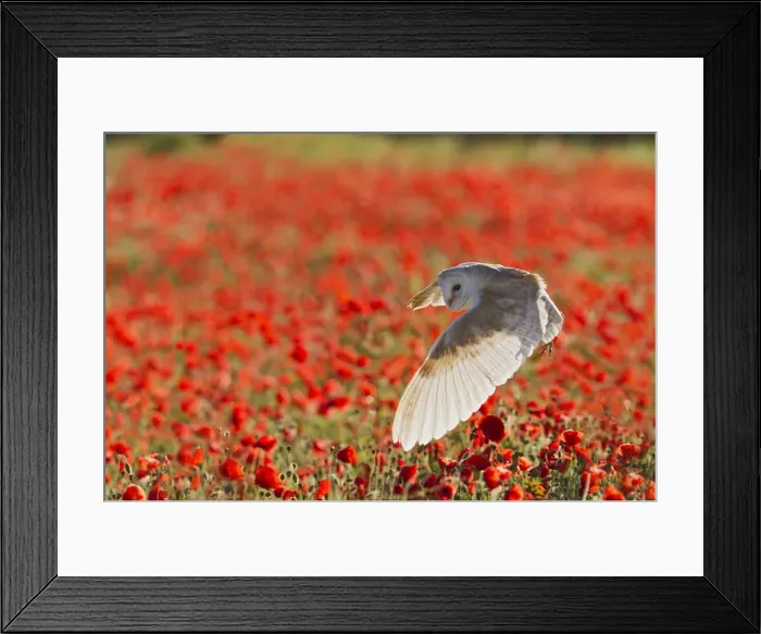 Framed Print : Picture No. 10892237 Framed Print : Picture No. 10892237