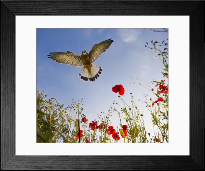 Framed Print : Picture No. 10892231