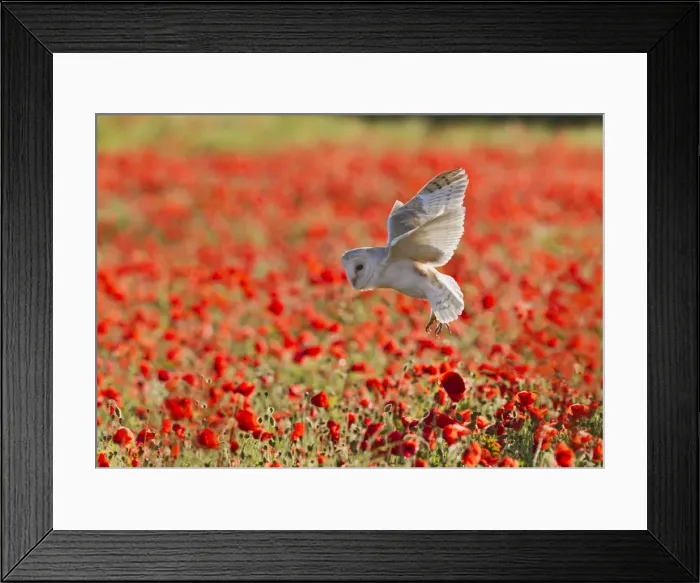 Framed Print : Picture No. 10892238 Framed Print : Picture No. 10892238