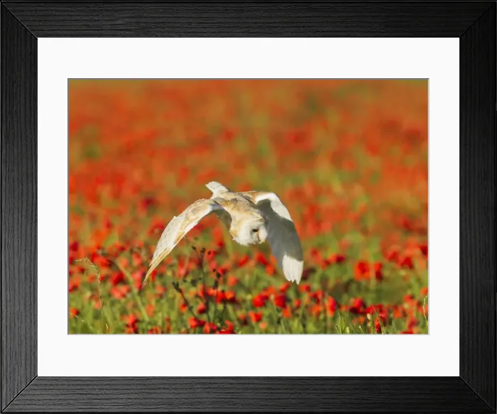 Framed Print : Picture No. 10892240 Framed Print : Picture No. 10892240