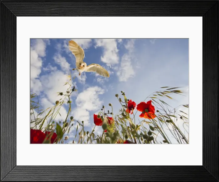 Framed Print : Picture No. 10892236 Framed Print : Picture No. 10892236