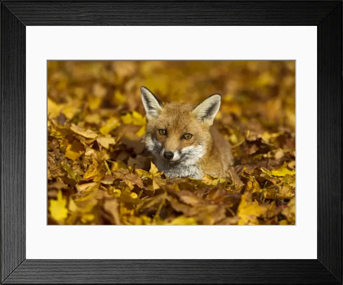 Framed Print : Picture No. 10892241 Framed Print : Picture No. 10892241
