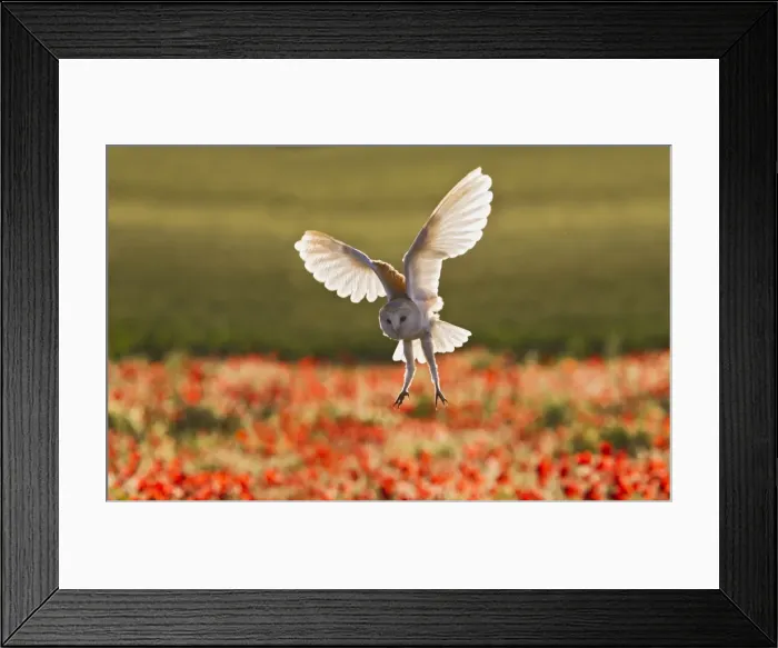 Framed Print : Picture No. 10892239 Framed Print : Picture No. 10892239