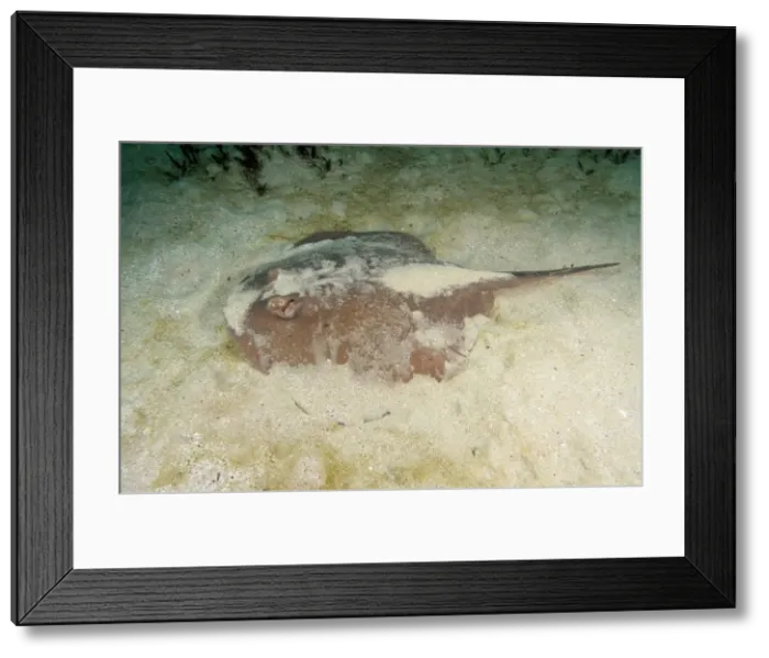 Framed Print : Picture No. 10892224 Framed Print : Picture No. 10892224