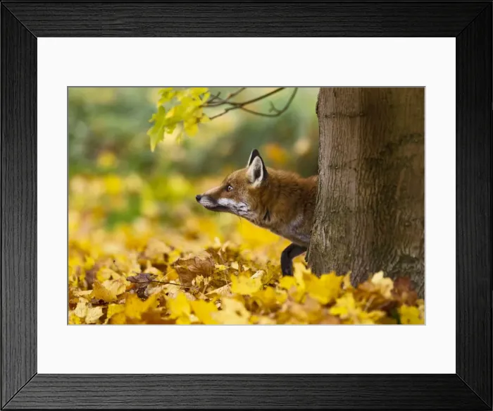 Framed Print : Picture No. 10892245 Framed Print : Picture No. 10892245