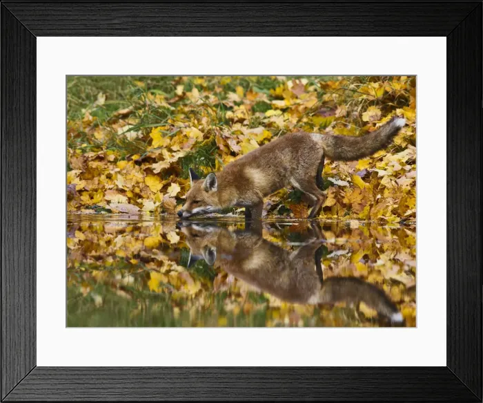 Framed Print : Picture No. 10892247 Framed Print : Picture No. 10892247