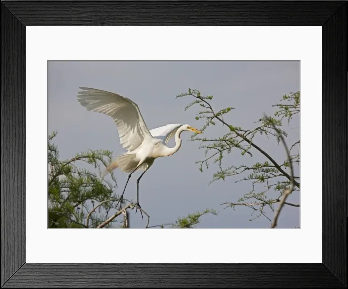 Framed Print : Picture No. 10892250 Framed Print : Picture No. 10892250