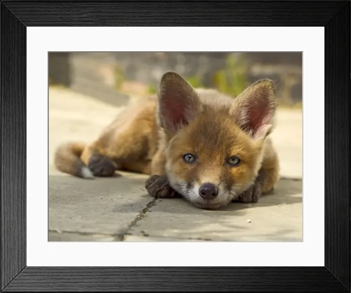 Framed Print : Picture No. 10892249 Framed Print : Picture No. 10892249