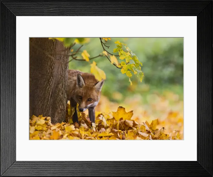 Framed Print : Picture No. 10892244 Framed Print : Picture No. 10892244