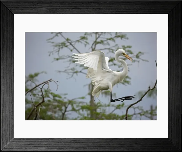 Framed Print : Picture No. 10892252 Framed Print : Picture No. 10892252