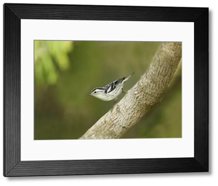 Framed Print : Picture No. 10892254 Framed Print : Picture No. 10892254