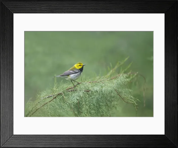 Framed Print : Picture No. 10892256 Framed Print : Picture No. 10892256