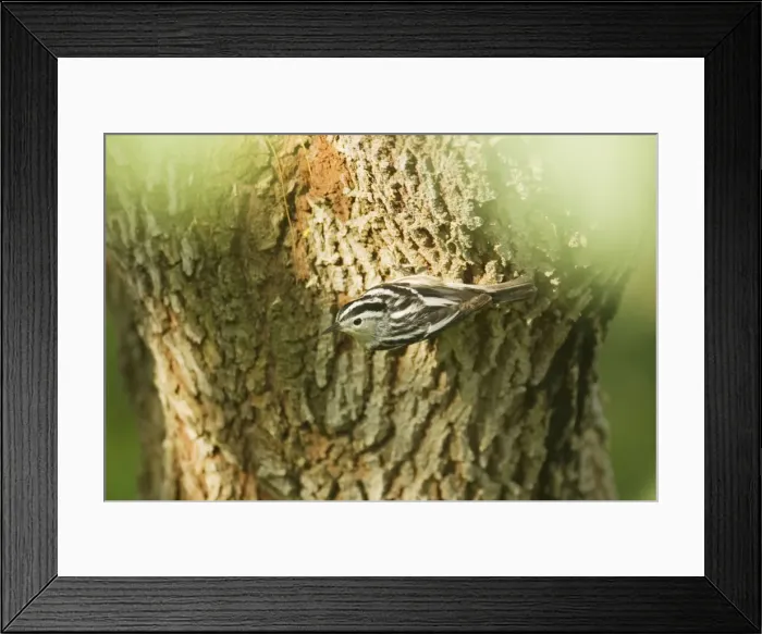 Framed Print : Picture No. 10892253 Framed Print : Picture No. 10892253
