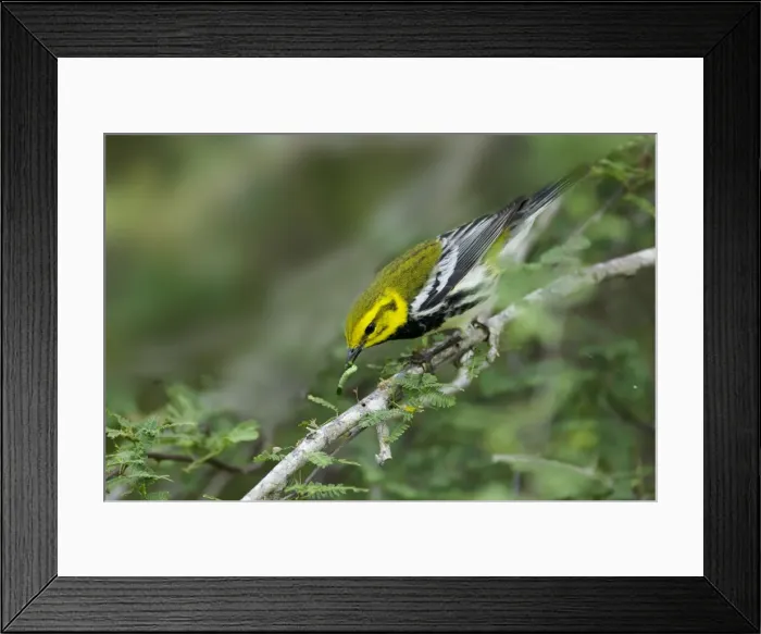 Framed Print : Picture No. 10892257 Framed Print : Picture No. 10892257