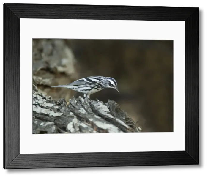 Framed Print : Picture No. 10892255 Framed Print : Picture No. 10892255