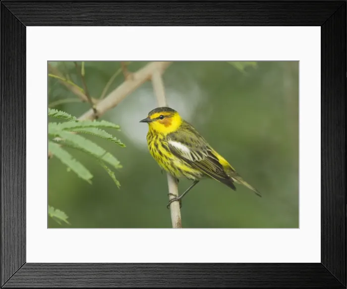 Framed Print : Picture No. 10892262 Framed Print : Picture No. 10892262